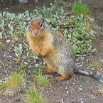 Ground Squirrels /  